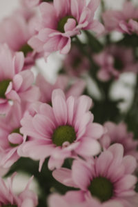 Chrysanthemen, Schnittblumen, close-up Chrysanthemen, Schnittblumen, close-up