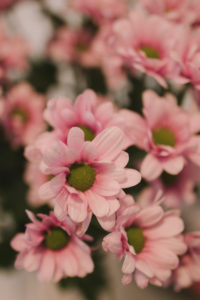 Chrysanthemen, Schnittblumen, close-up Chrysanthemen, Schnittblumen, close-up