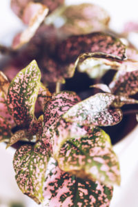 Calathea Zimmerpflanze, close-up / rosa-grüne Blätter Calathea Zimmerpflanze, close-up / rosa-grüne Blätter