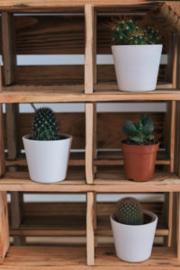 Mini cacti on a shelf / room decoration, close-up Mini cacti on a shelf / room decoration, close-up