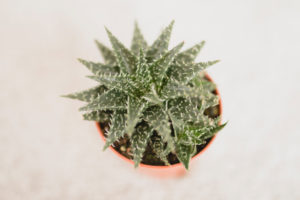 Close-up of a succulent / houseplant, decoration Close-up of a succulent / houseplant, decoration