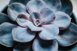 Close-up of a succulent plant / thick leaf, houseplant, decoration Close-up of a succulent plant / thick leaf, houseplant, decoration