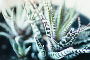 Close-up einer Sukkulente / Zimmerpflanze, Dekoration Close-up einer Sukkulente / Zimmerpflanze, Dekoration
