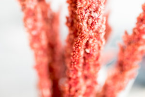 Decoration, dried flowers, close-up Decoration, dried flowers, close-up