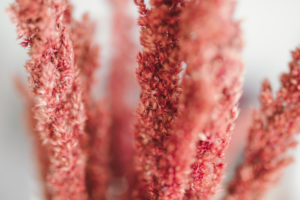 Dekoration, Trockenblumen, close-up Dekoration, Trockenblumen, close-up