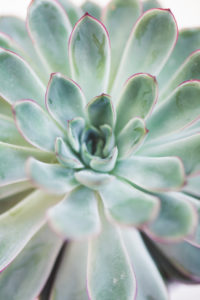Close-up of a succulent plant / thick leaf, houseplant, decoration Close-up of a succulent plant / thick leaf, houseplant, decoration