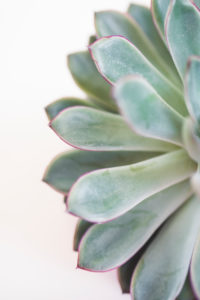Close-up of a succulent plant / thick leaf, houseplant, decoration Close-up of a succulent plant / thick leaf, houseplant, decoration
