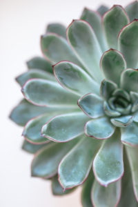 Close-up of a succulent plant / thick leaf, houseplant, decoration Close-up of a succulent plant / thick leaf, houseplant, decoration