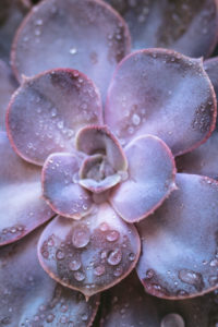 Close-up of a succulent plant / thick leaf, houseplant, decoration Close-up of a succulent plant / thick leaf, houseplant, decoration