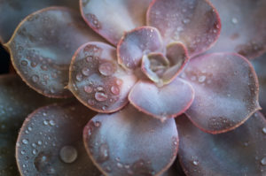 Close-up of a succulent plant / thick leaf, houseplant, decoration Close-up of a succulent plant / thick leaf, houseplant, decoration