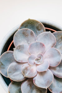 Close-up of a succulent plant / thick leaf, houseplant, decoration Close-up of a succulent plant / thick leaf, houseplant, decoration