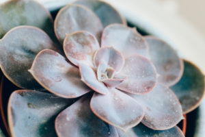 Close-up of a succulent plant / thick leaf, houseplant, decoration Close-up of a succulent plant / thick leaf, houseplant, decoration
