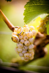 Detail, wedding rings and engagement ring on grapevine / grapes Detail, wedding rings and engagement ring on grapevine / grapes