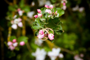 Detail, wedding - wedding rings on a blossoming tree Detail, wedding - wedding rings on a blossoming tree