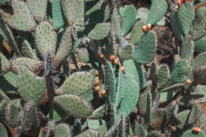 Nahaufnahme von Kaktus auf Sardinien Nahaufnahme von Kaktus auf Sardinien