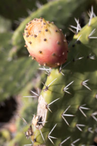Nahaufnahme von Kaktus auf Sardinien Nahaufnahme von Kaktus auf Sardinien