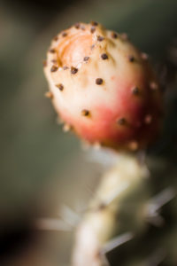 Cactus in Sardinia with prickly pear Cactus in Sardinia with prickly pear