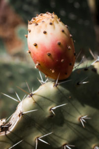 Cactus in Sardinia with prickly pear Cactus in Sardinia with prickly pear