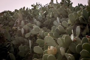 Cactus in Sardinia with prickly pear Cactus in Sardinia with prickly pear