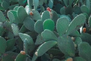 Cactus in Sardinia with prickly pear Cactus in Sardinia with prickly pear