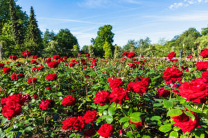 England, London, Regents Park, Queen Mary's Gardens, Roses England, London, Regents Park, Queen Mary's Gardens, Roses