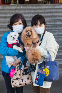 Japan, Honshu, Tokyo, Asakusa, Women with Allergy Masks Holding Pet Dogs Japan, Honshu, Tokyo, Asakusa, Women with Allergy Masks Holding Pet Dogs
