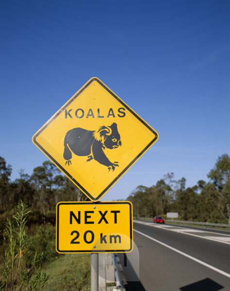 Australien, Queensland, Straßenrand, Hinweisschild Achtung Koalas  Nordosten, Straße, Schild, Verkehrsschild, Warnschild, gelb, Hinweis,  Vorsicht, Warnung, Wildwechsel, Tiere, Straße überqueren, Schutz, Gefahr,  Wildtiere