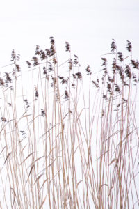 Reed Swaying In The Wind Reed Swaying In The Wind