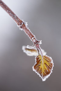 Closeup Of Beautiful Little Leaf Covered With Hoarfrost Closeup Of Beautiful Little Leaf Covered With Hoarfrost