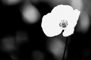 Closee-up of single flower, Poppy Closee-up of single flower, Poppy