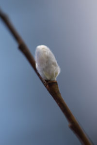 Close-up of willow cat on a blue background Close-up of willow cat on a blue background