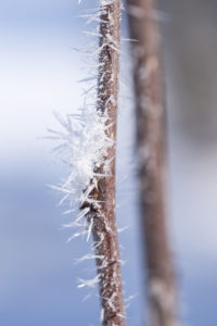 Twigs with hoarfrost on a pastel blue background Twigs with hoarfrost on a pastel blue background