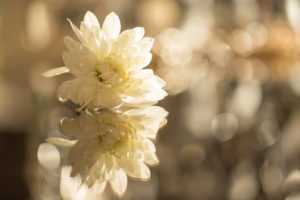 Chrysanthemum flower with beautiful bokeh and reflection Chrysanthemum flower with beautiful bokeh and reflection
