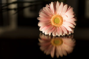 Pink Gerbera with reflection on a dark background Pink Gerbera with reflection on a dark background
