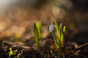 Snowdrop in spring morning Snowdrop in spring morning