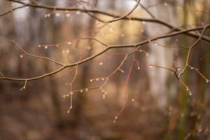 Frozen water droplets at the morning, April Frozen water droplets at the morning, April