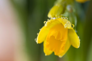 Narcissus with rain drops Narcissus with rain drops