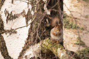 Squirrel sits on a birch branch Squirrel sits on a birch branch