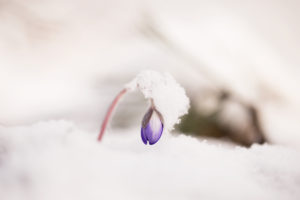 The winter came back, hepatica (Hepatica nobilis) in the snow The winter came back, hepatica (Hepatica nobilis) in the snow