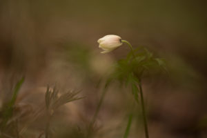 Wood anemone, Anemone nemorosa on a dark background Wood anemone, Anemone nemorosa on a dark background
