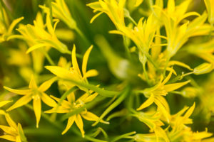 Close-up of Gagea minima Close-up of Gagea minima