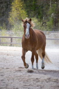 Finnish Universal Horse Finnish Universal Horse