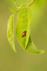 Ladybird sits on a Bird Cherry leaf, vivd green background Ladybird sits on a Bird Cherry leaf, vivd green background