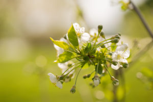 Close-up of Cherry tree twig with flowers on a vivid green background Close-up of Cherry tree twig with flowers on a vivid green background