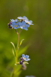 Close-up of Forget-me-not flower on sunlight, green background, vertical Close-up of Forget-me-not flower on sunlight, green background, vertical