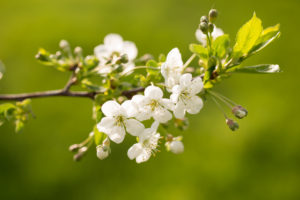 Cherry Tree Branch with flowers and buds on a vivid green background Cherry Tree Branch with flowers and buds on a vivid green background