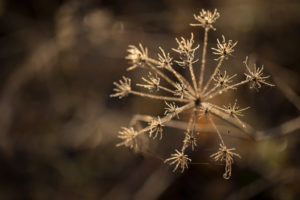 Grayish-white crystalline on a dried plant on a sunlight, blurred background Grayish-white crystalline on a dried plant on a sunlight, blurred background
