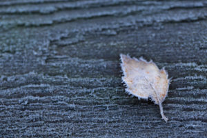 Closeup of frozen birch leaf on a grey wooden background Closeup of frozen birch leaf on a grey wooden background