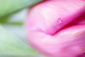 Close-up of a drop on pink tulip petal, bokeh background
