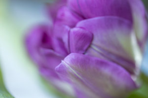 Close-up of violet tulip petals, bokeh background
